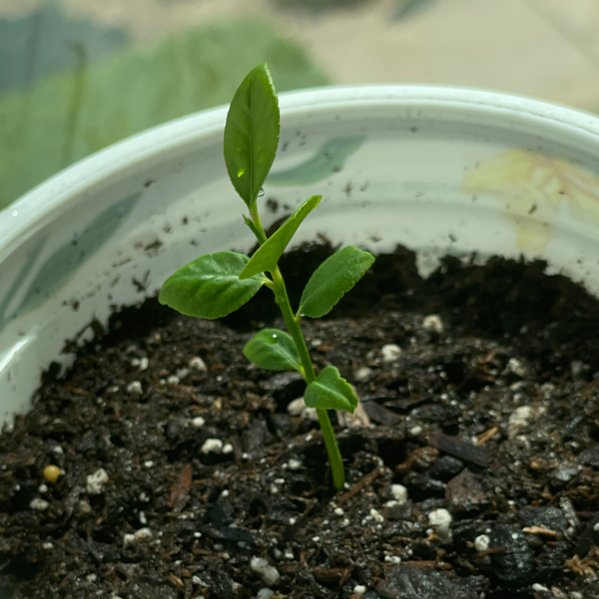 Young lemon plant in a pot with visible soil, healthy green leaves.