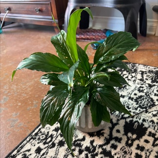 Peace Lily plant in Taylorsville, Utah