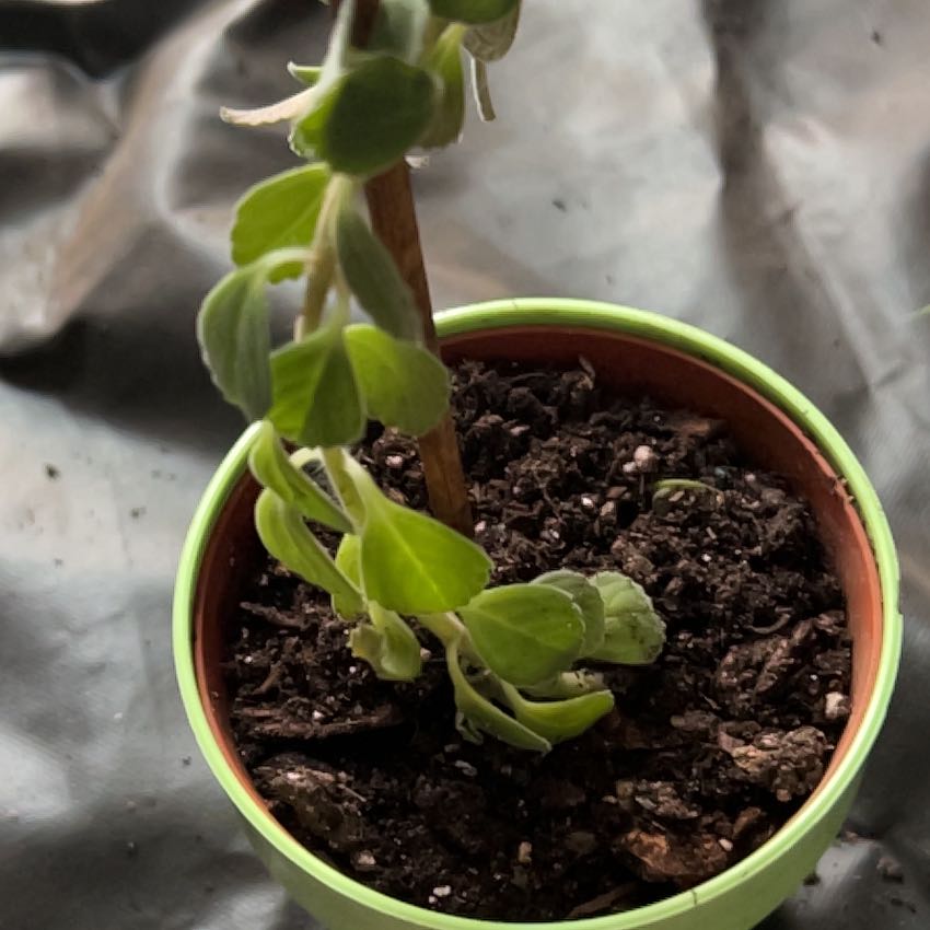 Photo of the plant species Spur Flower Mike's Fuzzy Wuzzy by @KenzieT named Wazowski on Greg, the plant care app