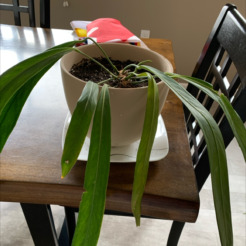 Photo of the plant species Anthurium pendens by @BarbK named Treeyoncé on Greg, the plant care app