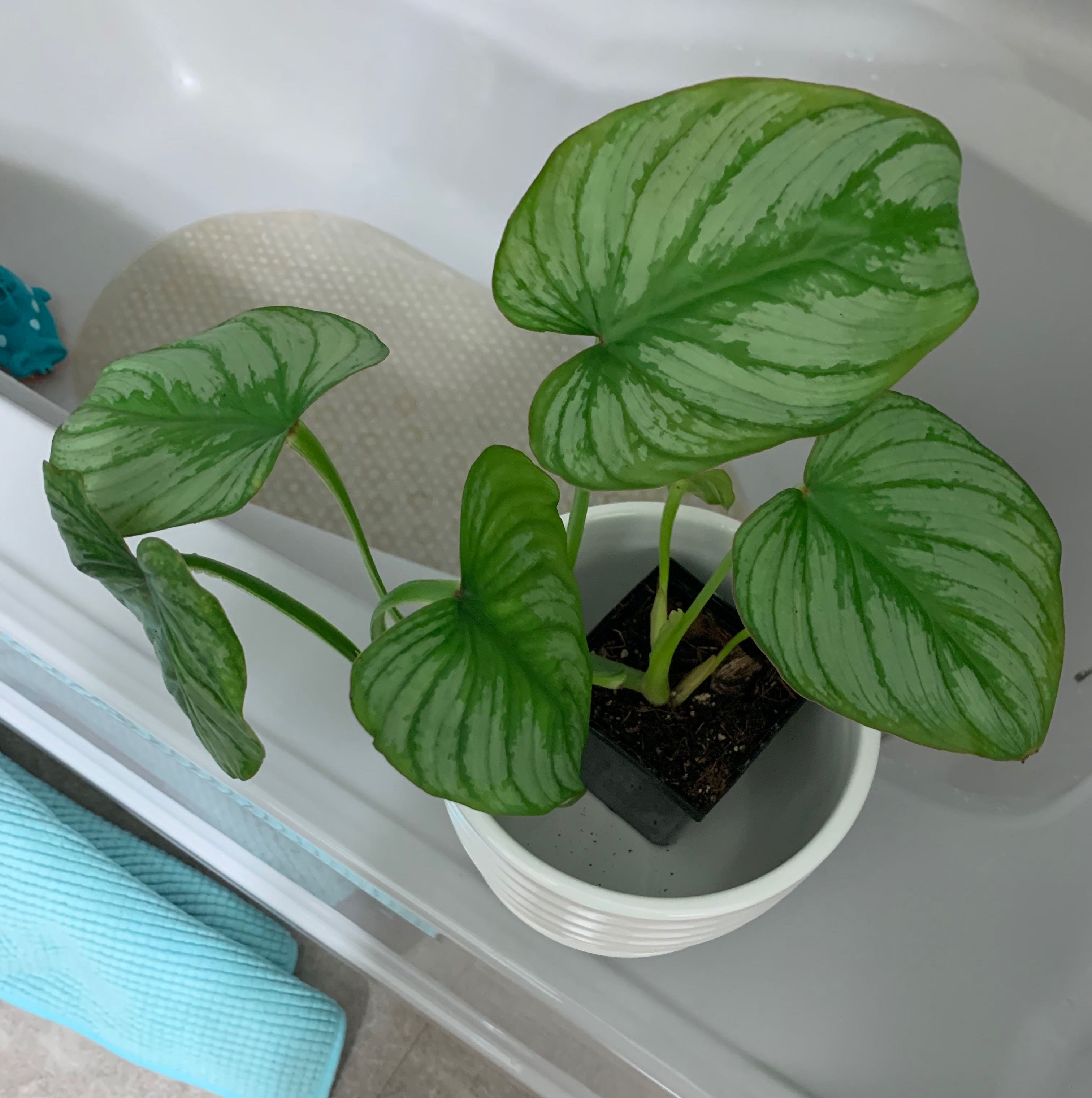 Philodendron mamei plant with healthy green leaves in a white pot.
