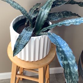Photo of the plant species Snake Plant Kirkii Pulchra by @BarbK named Rihanna on Greg, the plant care app