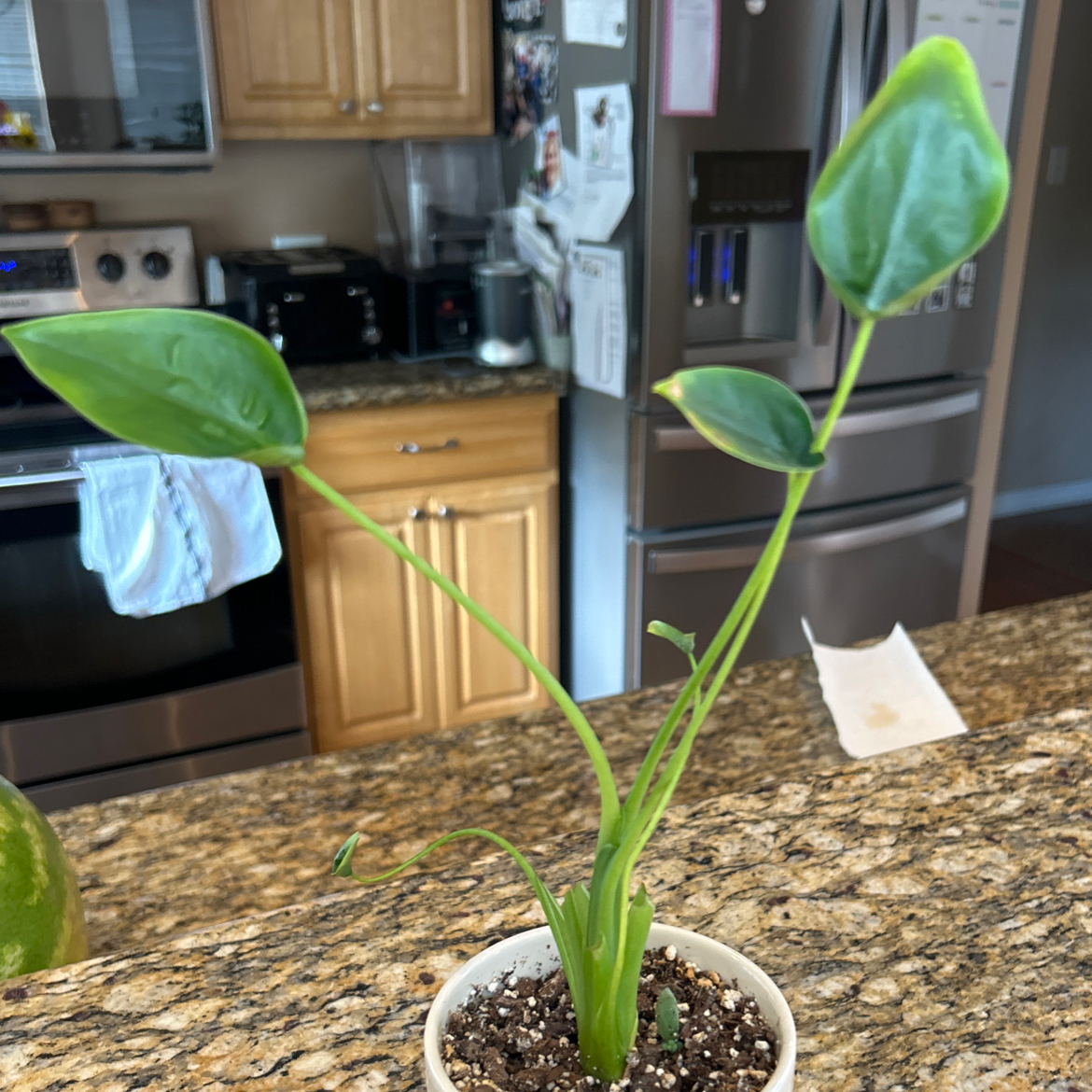 A healthy Tiny Dancer plant in a small pot on a kitchen counter.