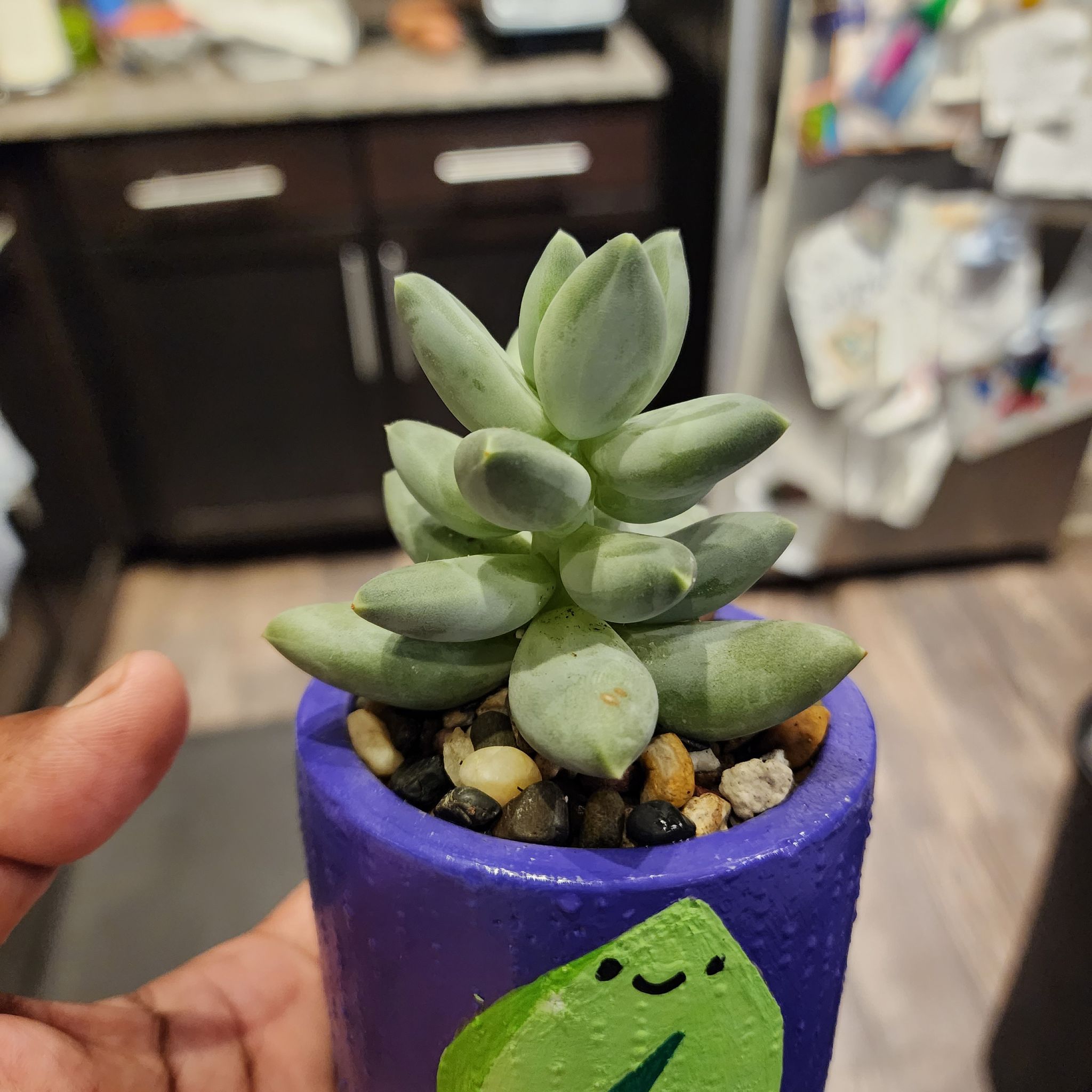 Pachyveria Little Jewel succulent in a decorated pot with stones, held by a hand.
