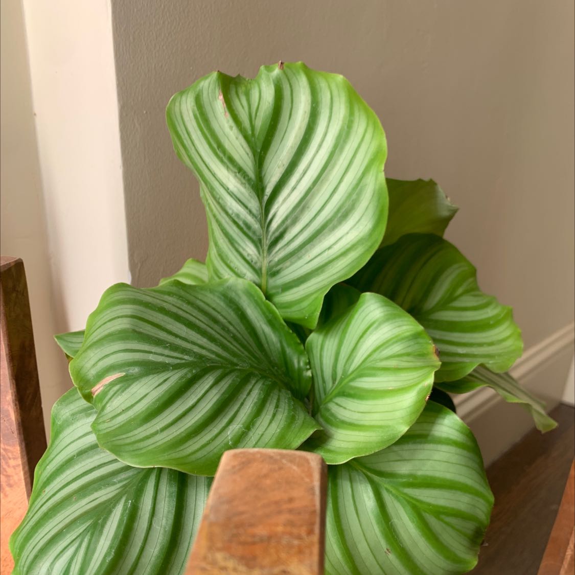 Plant care for Chinese Paris on Greg, the plant care app