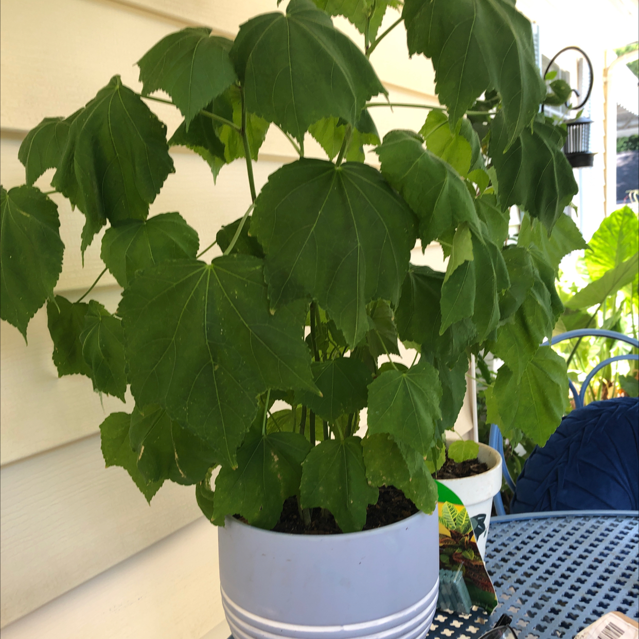 Photo of the plant species Bristly Buttercup by @EmergingCanna named Tolkien on Greg, the plant care app
