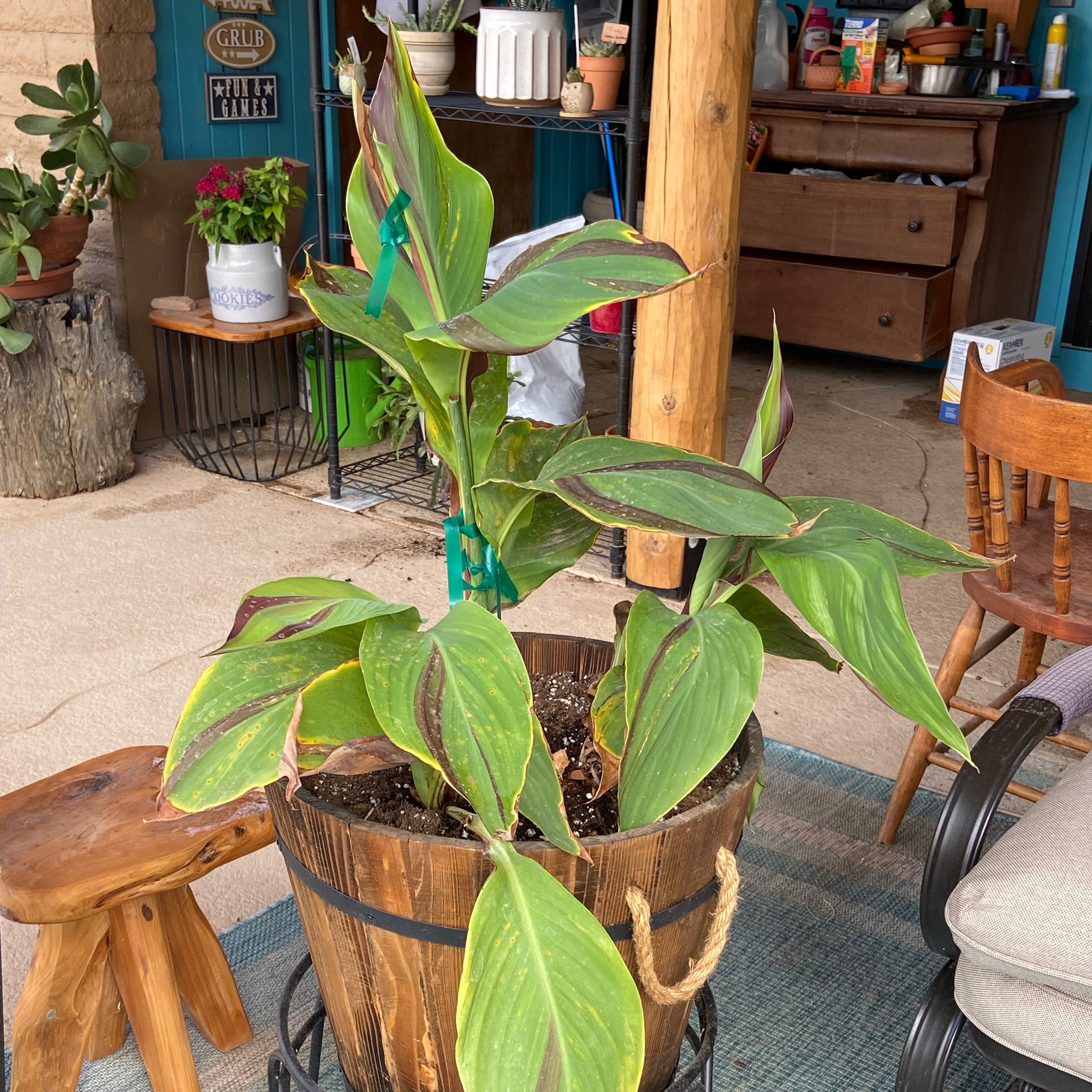 Thriving canna lily plant with large green leaves in a wooden pot, on a teal and tan rug in a home setting.