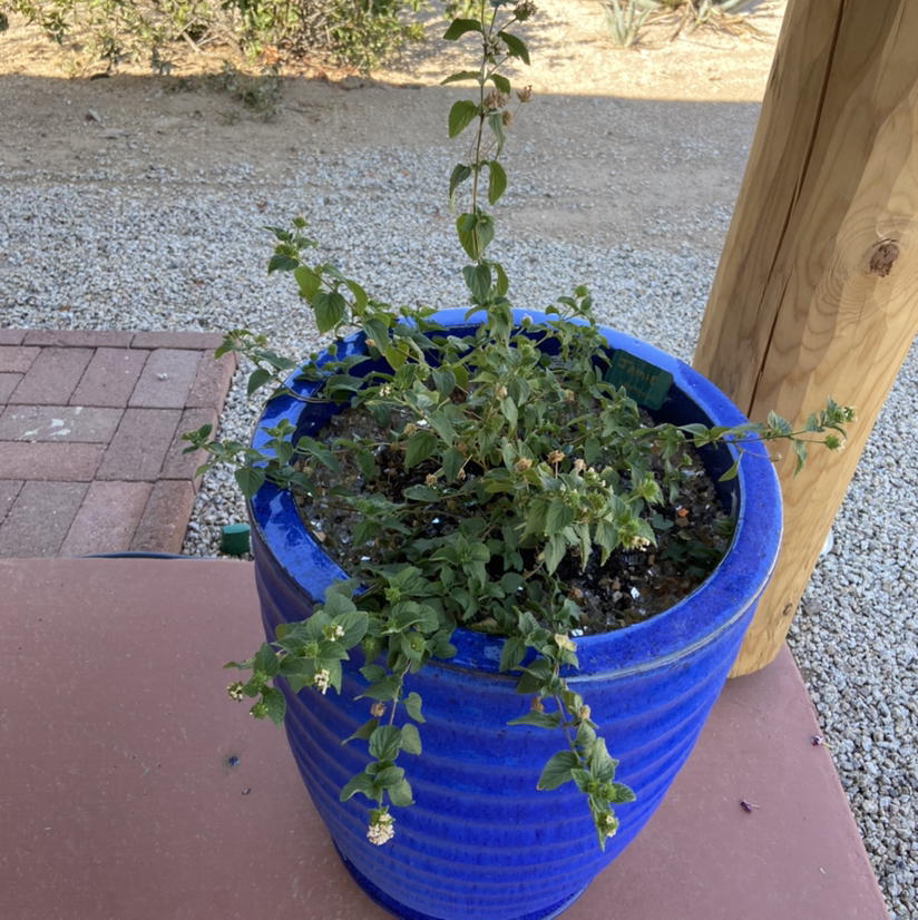 Trailing Lantana plant in a blue pot with some flowers and visible soil.