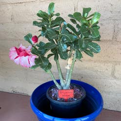 Desert Rose Plant plant