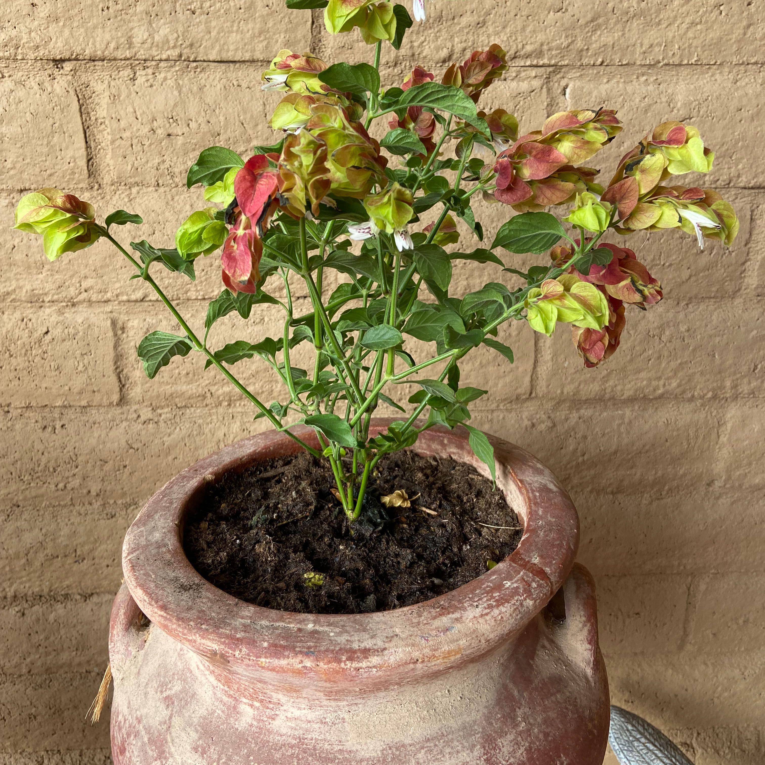 Shrimp Plant in a pot with vibrant bracts and green leaves.