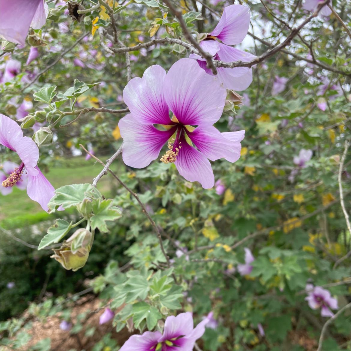 Photo of the plant species Malva subovata by Jeff named Your plant on Greg, the plant care app