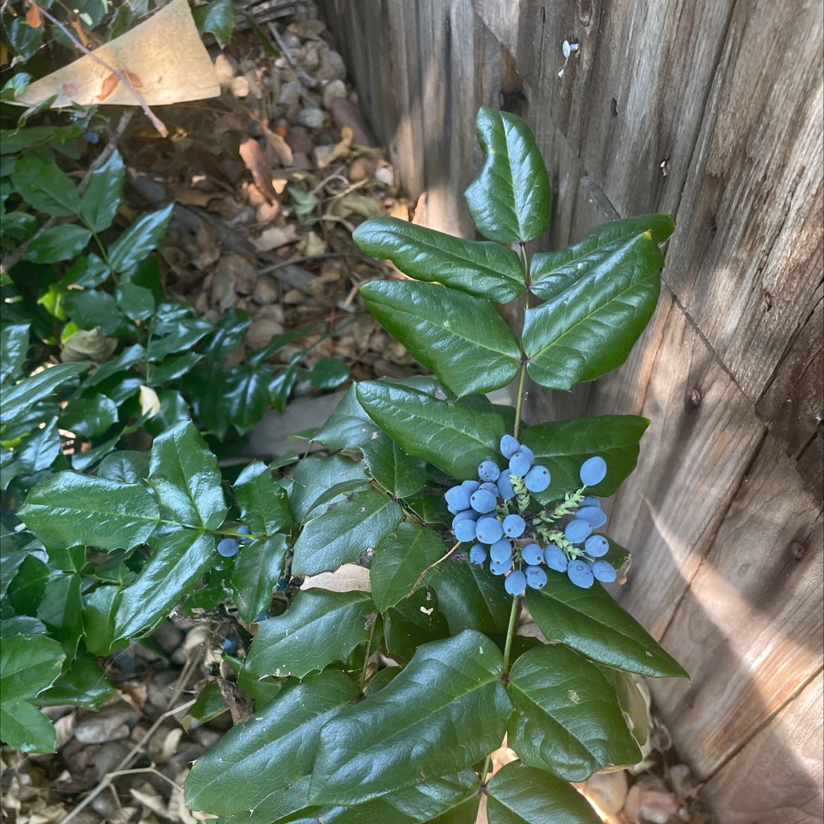 Photo of the plant species Oregon grape by Jeff named Blueb Berry? on Greg, the plant care app