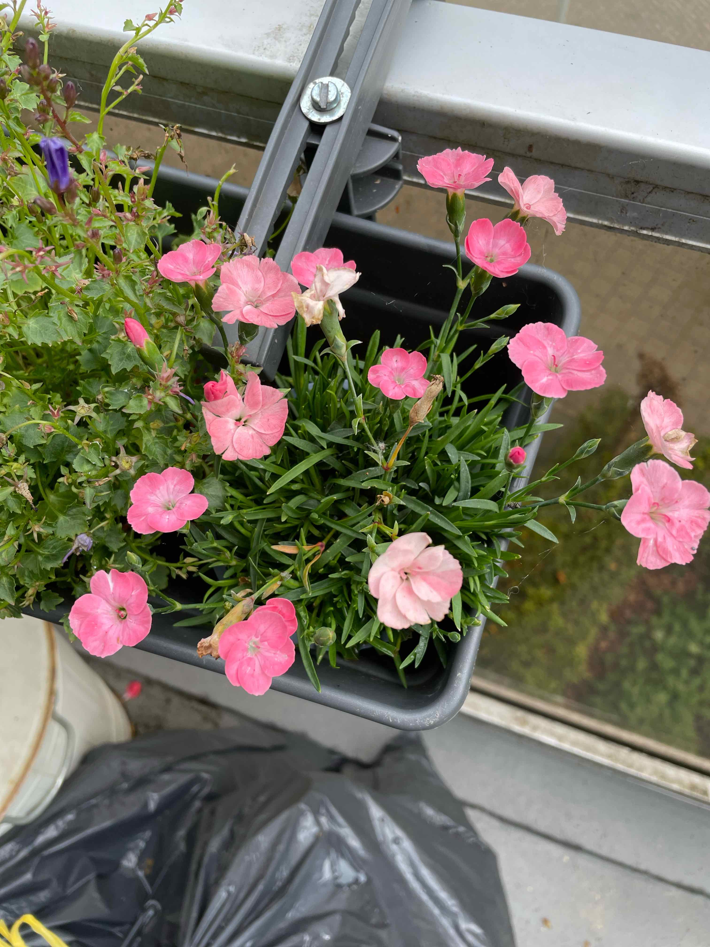 Border Carnation plant in a hanging pot with pink flowers, appears healthy.