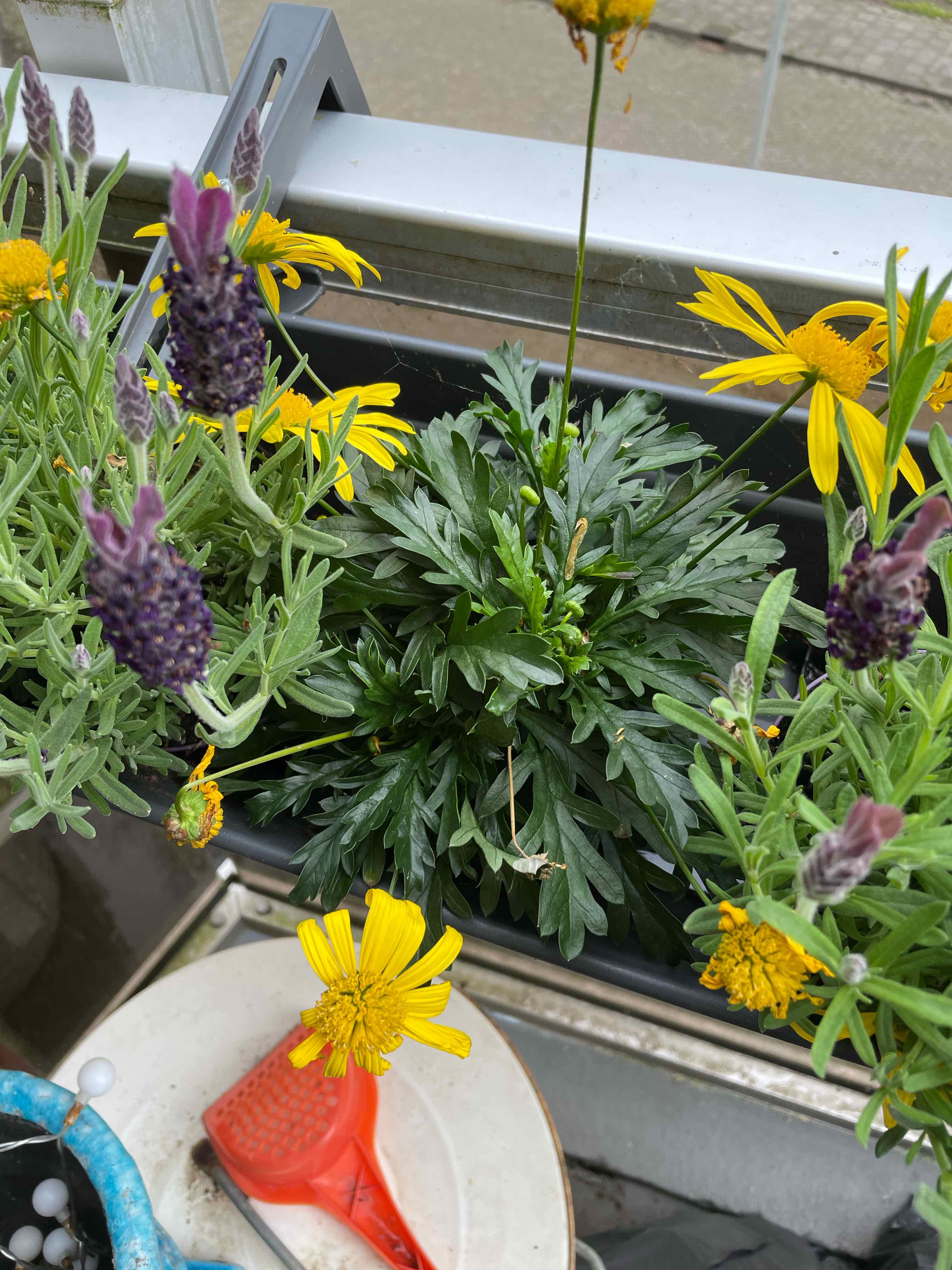 African Bush Daisy with vibrant yellow flowers, well-framed and in focus.