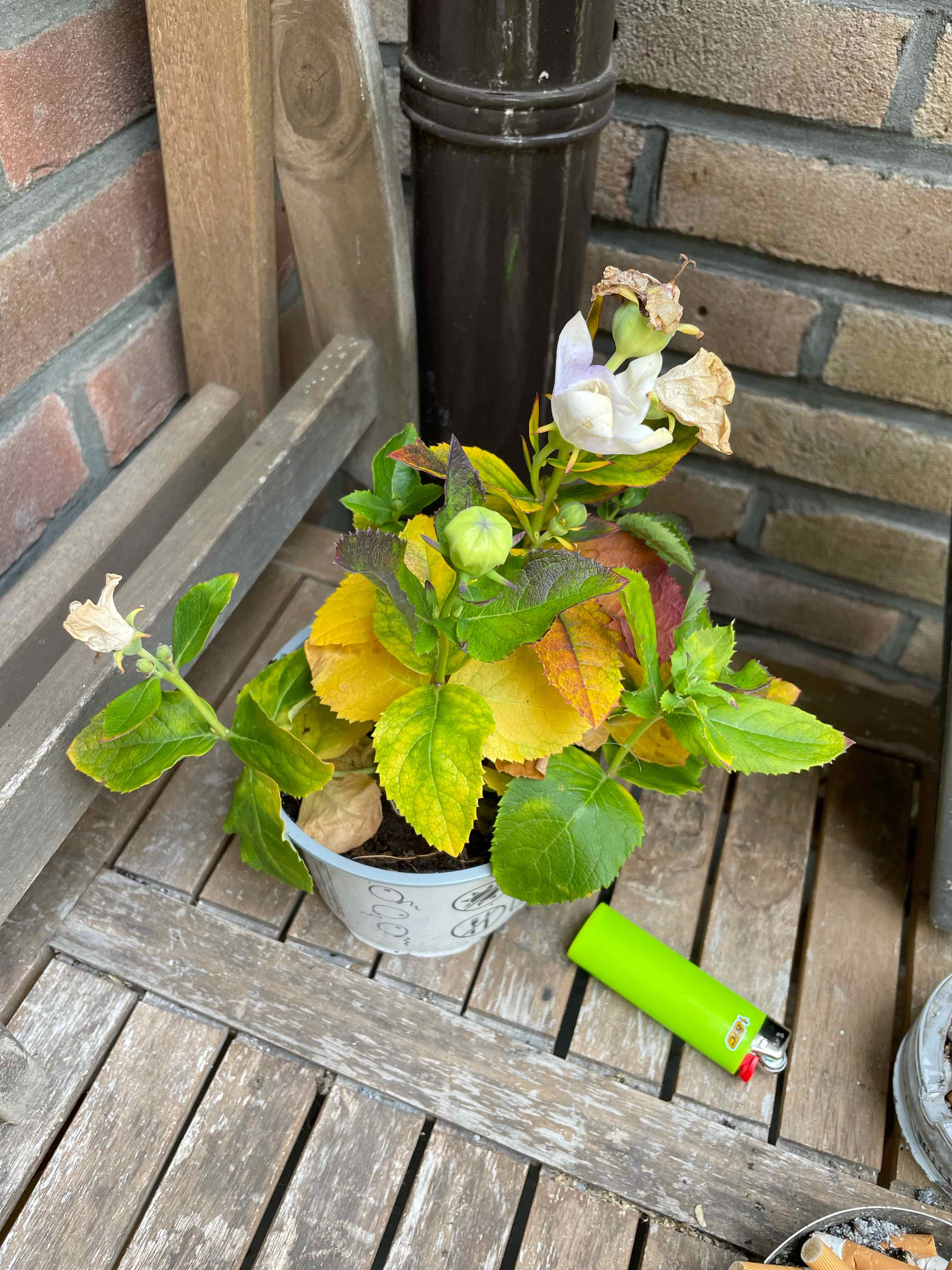 Balloon-Flower plant in a pot with yellowing and browning leaves, placed on a wooden surface.