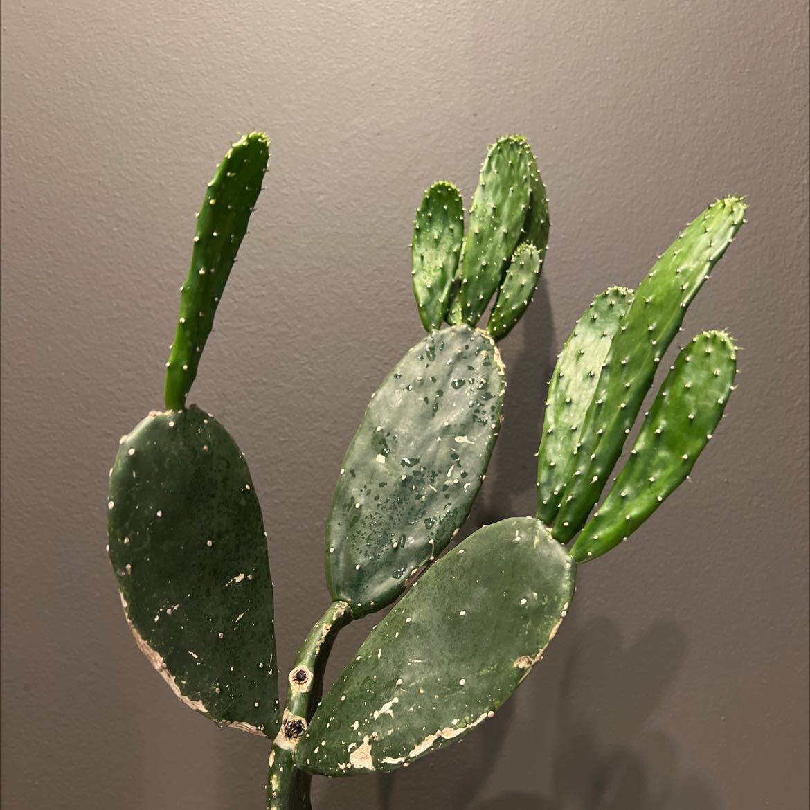 Light Requirements For Your Cochineal Cactus