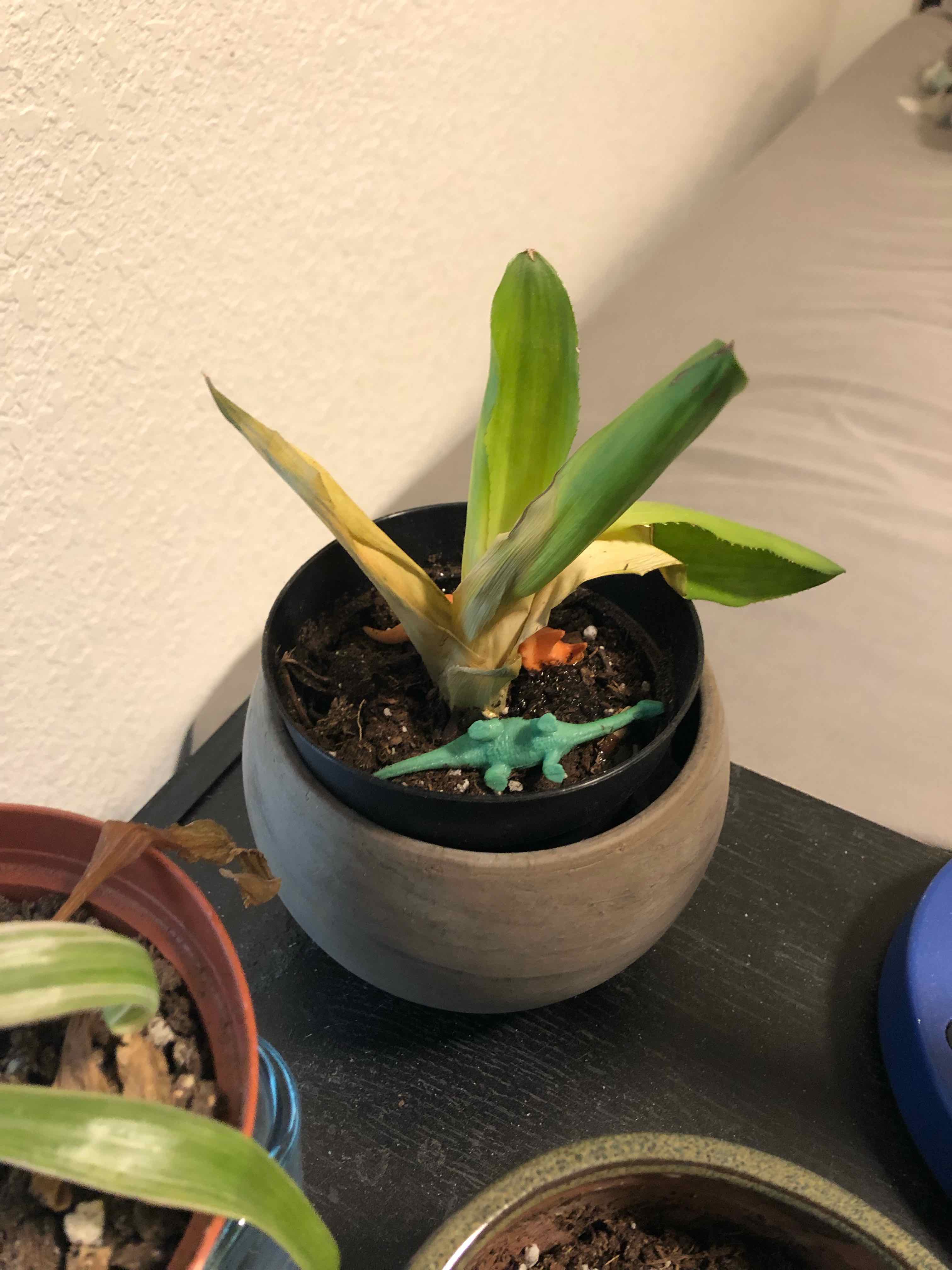 Potted Urn Plant with some yellowing leaves and a toy dinosaur in the pot.