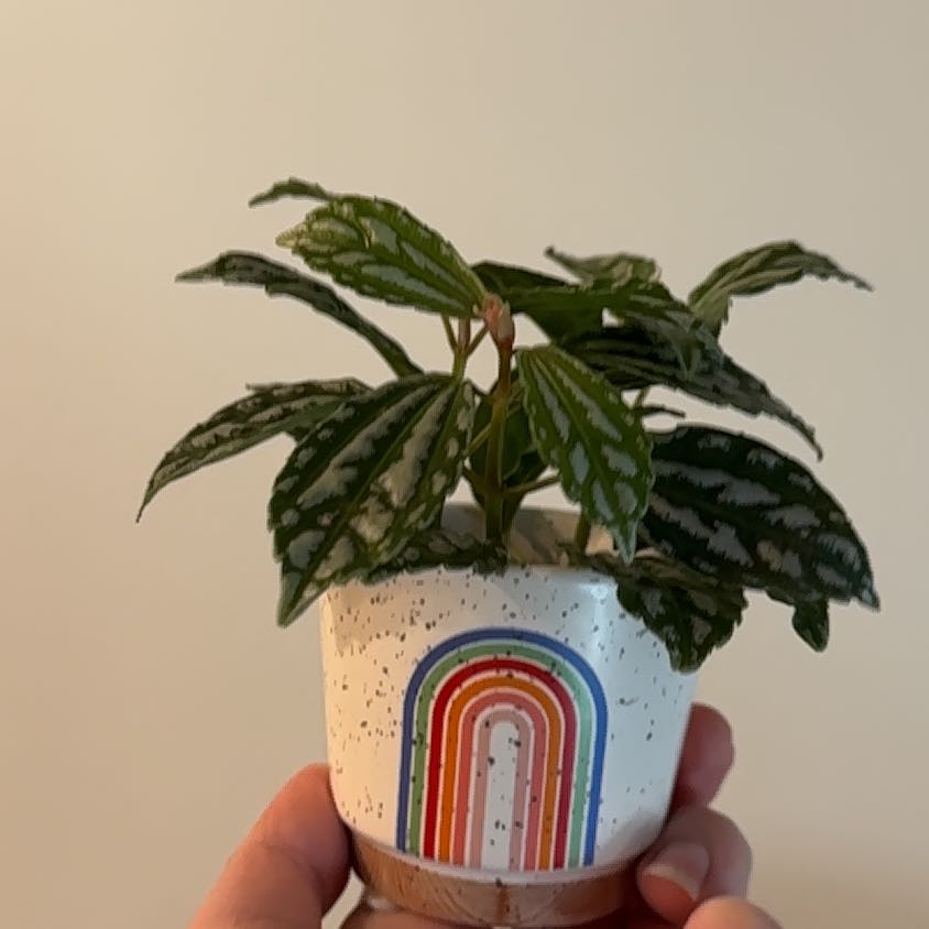 Healthy Aluminum Plant (Pilea cadierei) in a decorative pot, held by hands.