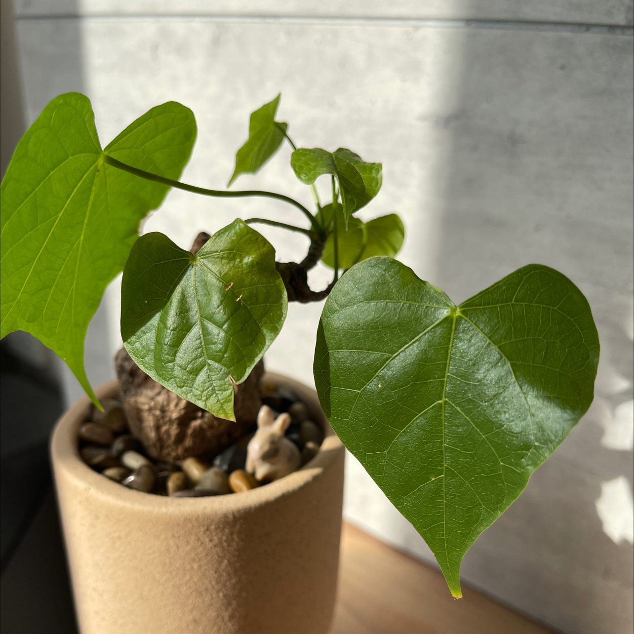 Photo of the plant species Sterculia Colorata by @EnormousDaisy named Your plant on Greg, the plant care app