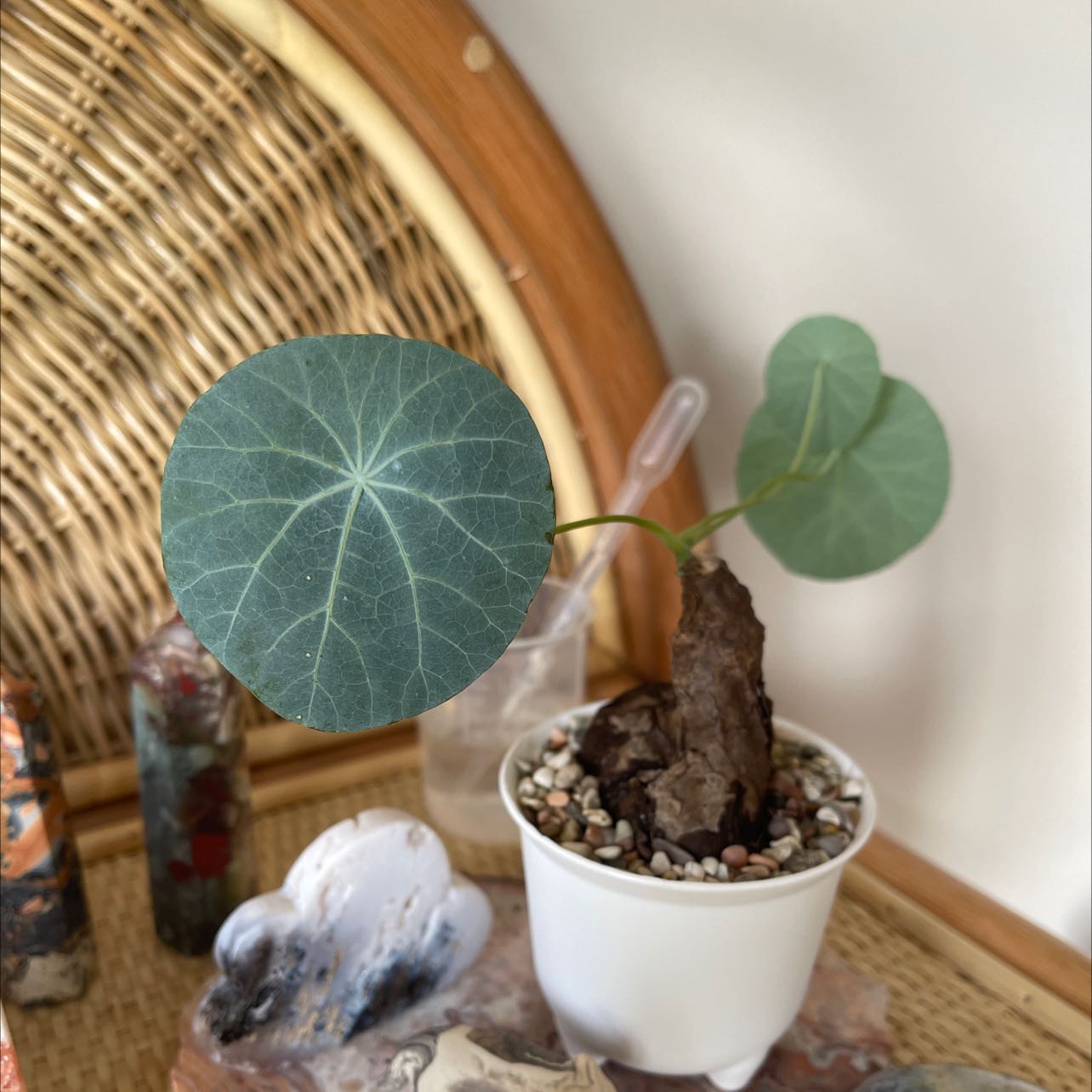 Photo of the plant species Stephania 'Nova' by @EnormousDaisy named Your plant on Greg, the plant care app