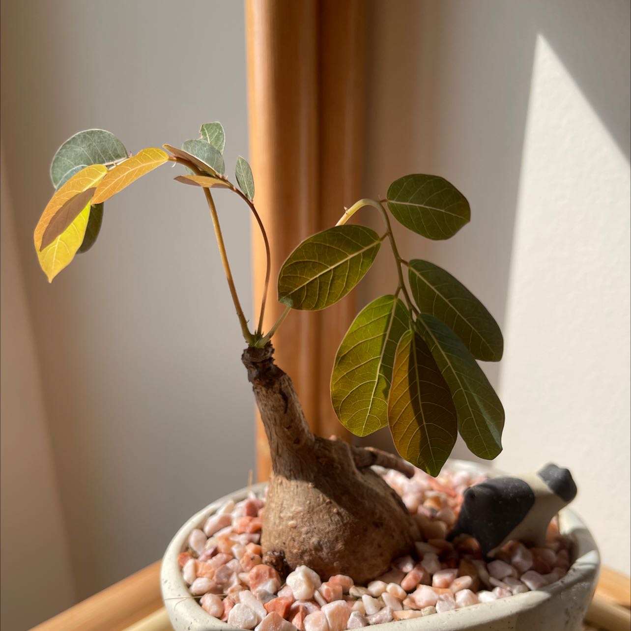 Phyllanthus mirabilis plant in a pot with pebbles, some leaves showing yellowing.