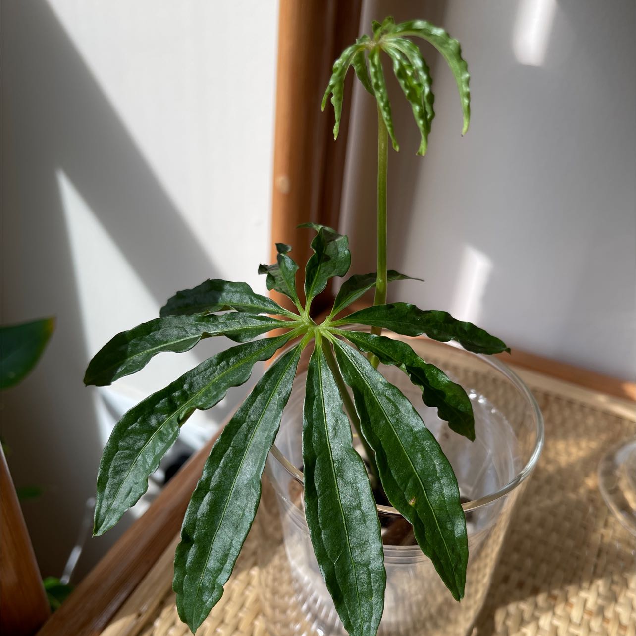Photo of the plant species Faux Marijuana Plant by @EnormousDaisy named Your plant on Greg, the plant care app