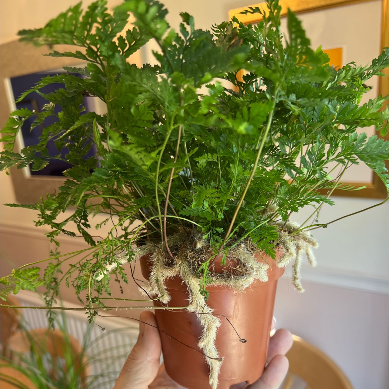 Davallia Fern in a small pot being held up, with vibrant green leaves and no visible signs of disease.