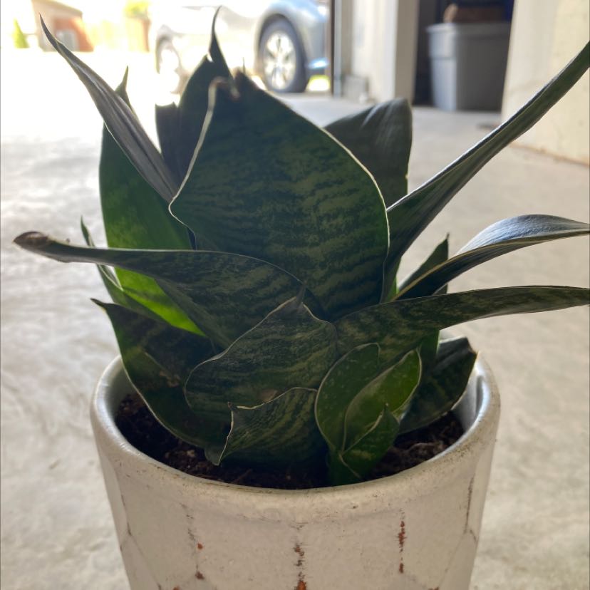 Photo of the plant species Bird's Nest Snake Plant by @SoigneRamarama named Darwin on Greg, the plant care app