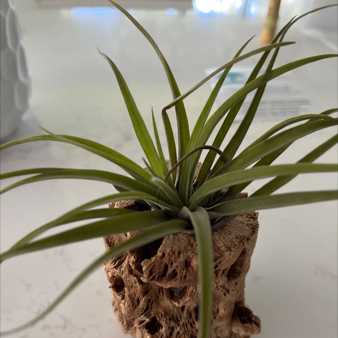 Tillandsia Juncea plant in a decorative holder, healthy with green leaves.