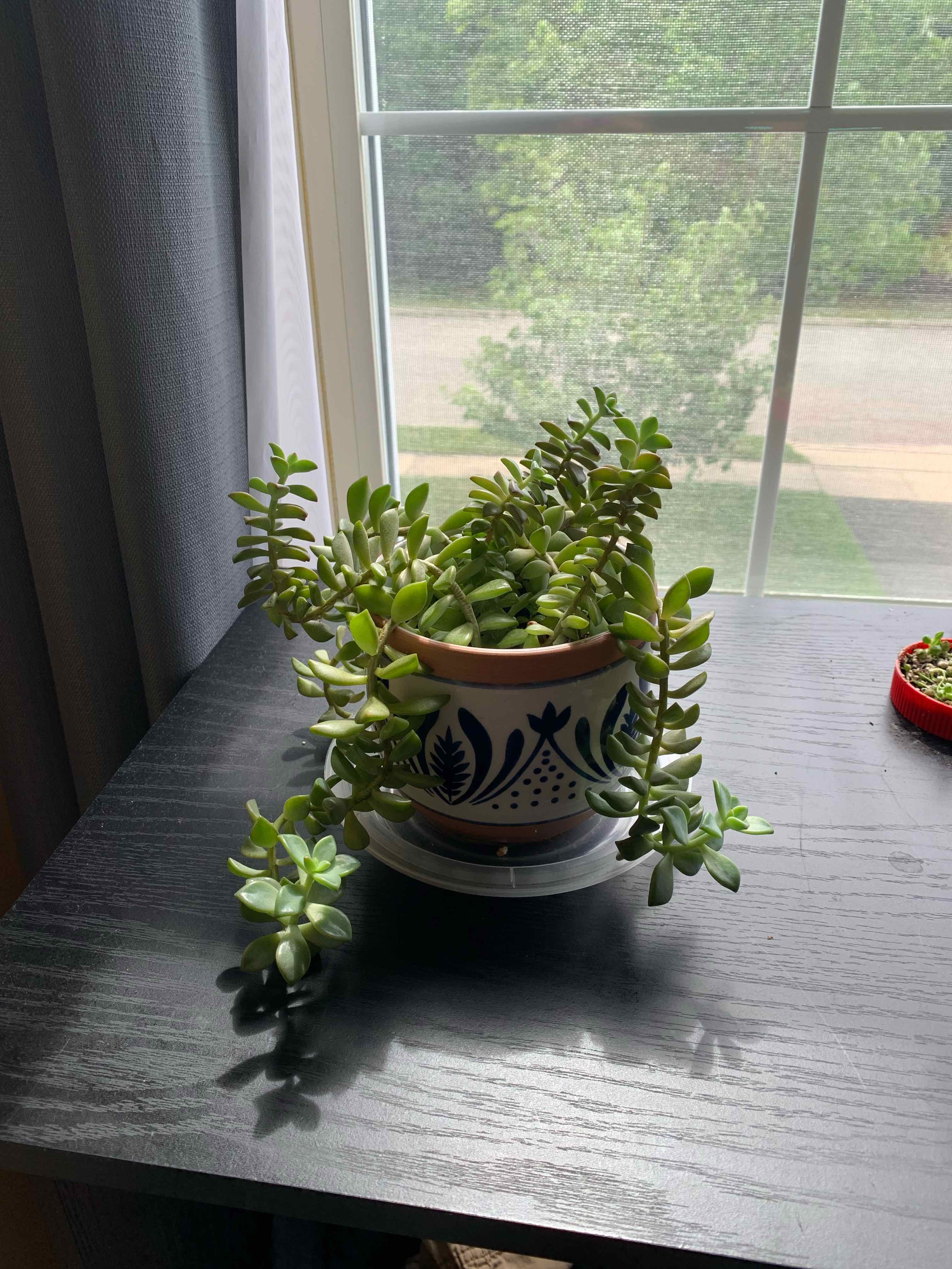 Pachyphytum hookeri succulent plant in a decorative pot near a window.