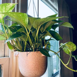 Golden Pothos plant in Hagerstown, Maryland