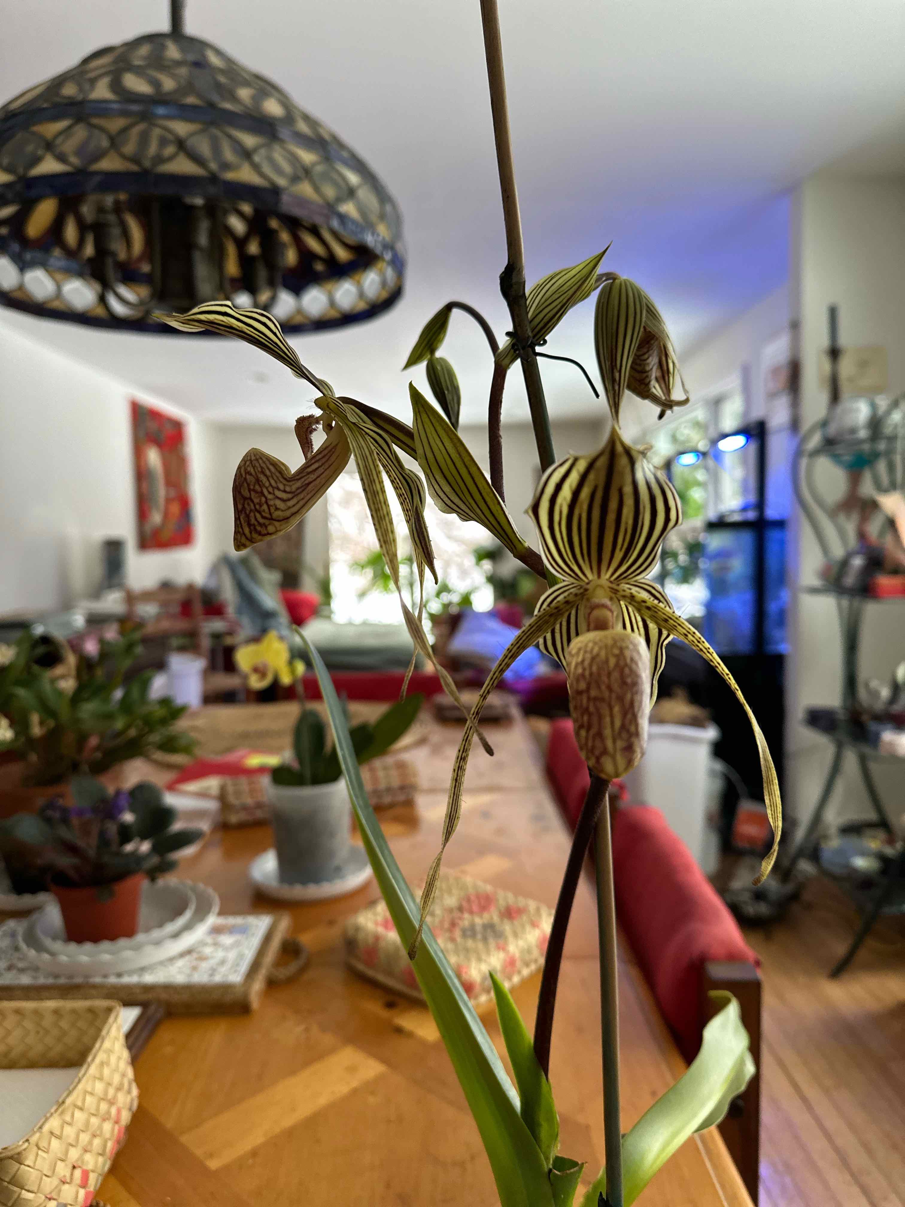Photo of the plant species Paphiopedilum callosum Orchid by @BossCatpalm named Paph Bel Royal on Greg, the plant care app