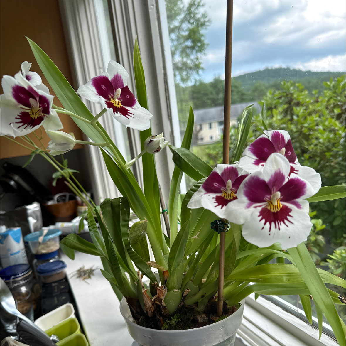 Miltoniopsis phalaenopsis plant with vibrant flowers and green leaves by a window.