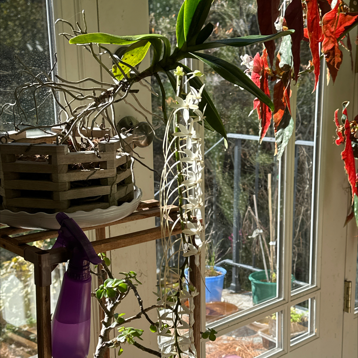 Photo of the plant species Aerangis hyaloides by @BossCatpalm named Aerangis Elro on Greg, the plant care app