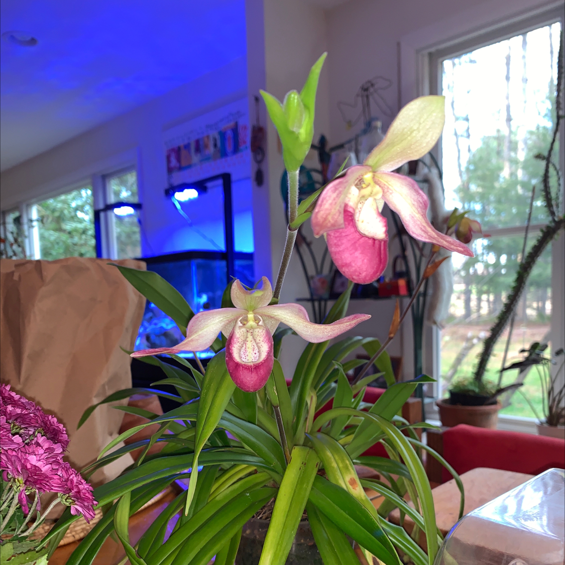 Photo of the plant species Ruby Slipper Orchid by @BossCatpalm named Phrag Sedenii on Greg, the plant care app