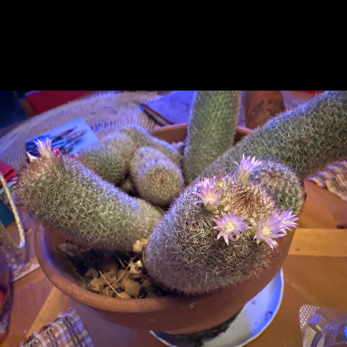 Photo of the plant species Strawberry Cactus by @BossCatpalm named Cactus from Jay on Greg, the plant care app