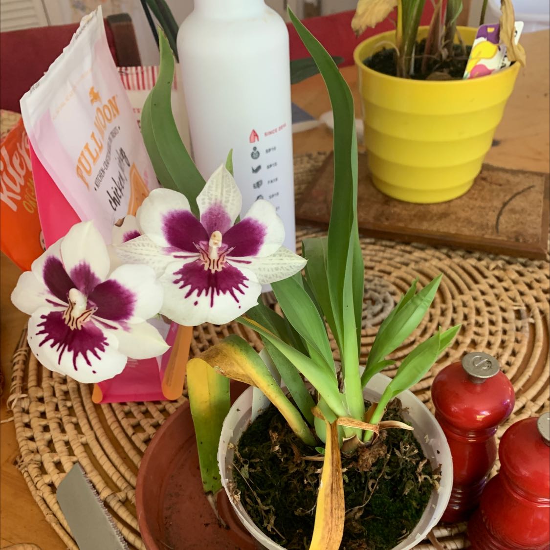Miltoniopsis phalaenopsis plant with flowers and some yellowing leaves in a pot.