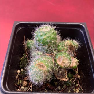 Silver Cluster Cactus plant in Hanover, New Hampshire