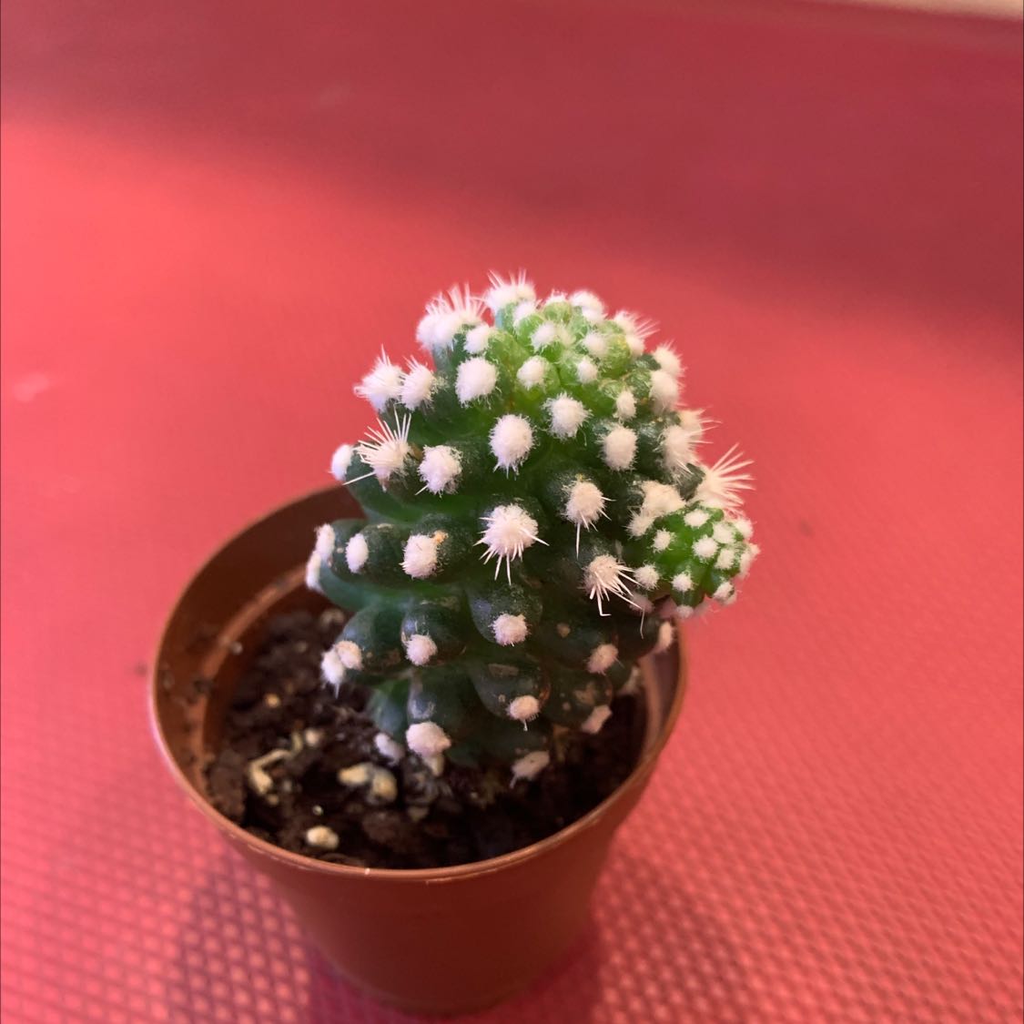 Photo of the plant species Pincushion Cactus by @BossCatpalm named Suc Cactus Mamm crinita ssp. crinita "mostruosa" on Greg, the plant care app