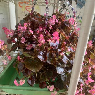 Clubed Begonia plant in Hanover, New Hampshire
