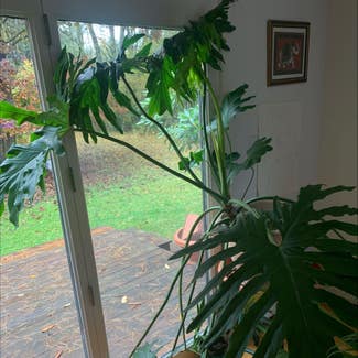 Split Leaf Philodendron plant in Hanover, New Hampshire