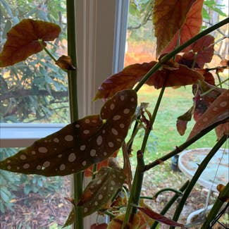 Polka Dot Begonia plant in Hanover, New Hampshire