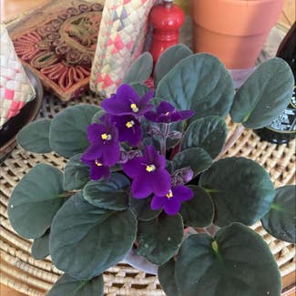 Kenyan Violet plant in Hanover, New Hampshire