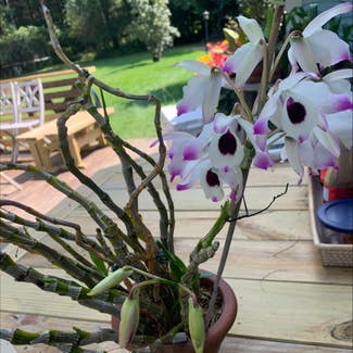 Noble Dendrobium plant in Hanover, New Hampshire