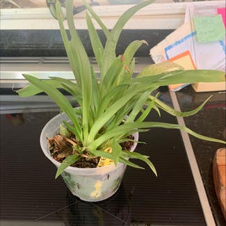 Miltoniopsis phalaenopsis plant in Hanover, New Hampshire