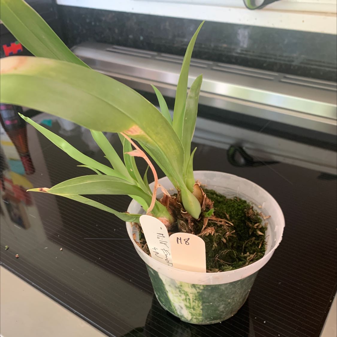 Miltoniopsis phalaenopsis plant in a small pot with green leaves and moss-covered soil.