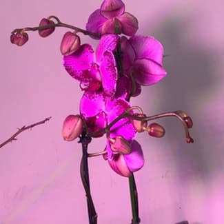 Phalaenopsis Orchid plant in Hanover, New Hampshire