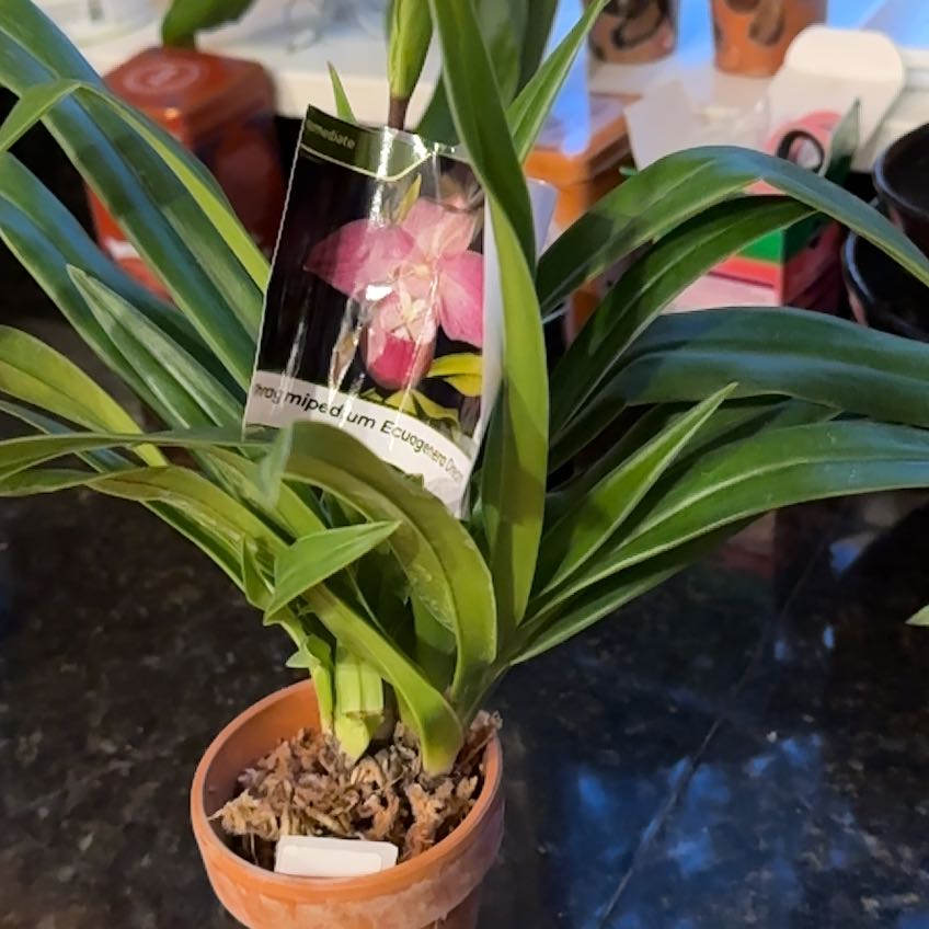 Photo of the plant species Lady Slipper by @BossCatpalm named Phrag Ecua Dream on Greg, the plant care app