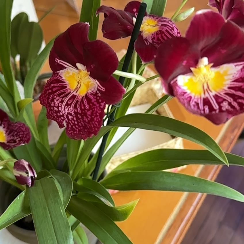 Photo of the plant species Miltoniopsis by @BossCatpalm named Milt M7 Edie Brown on Greg, the plant care app