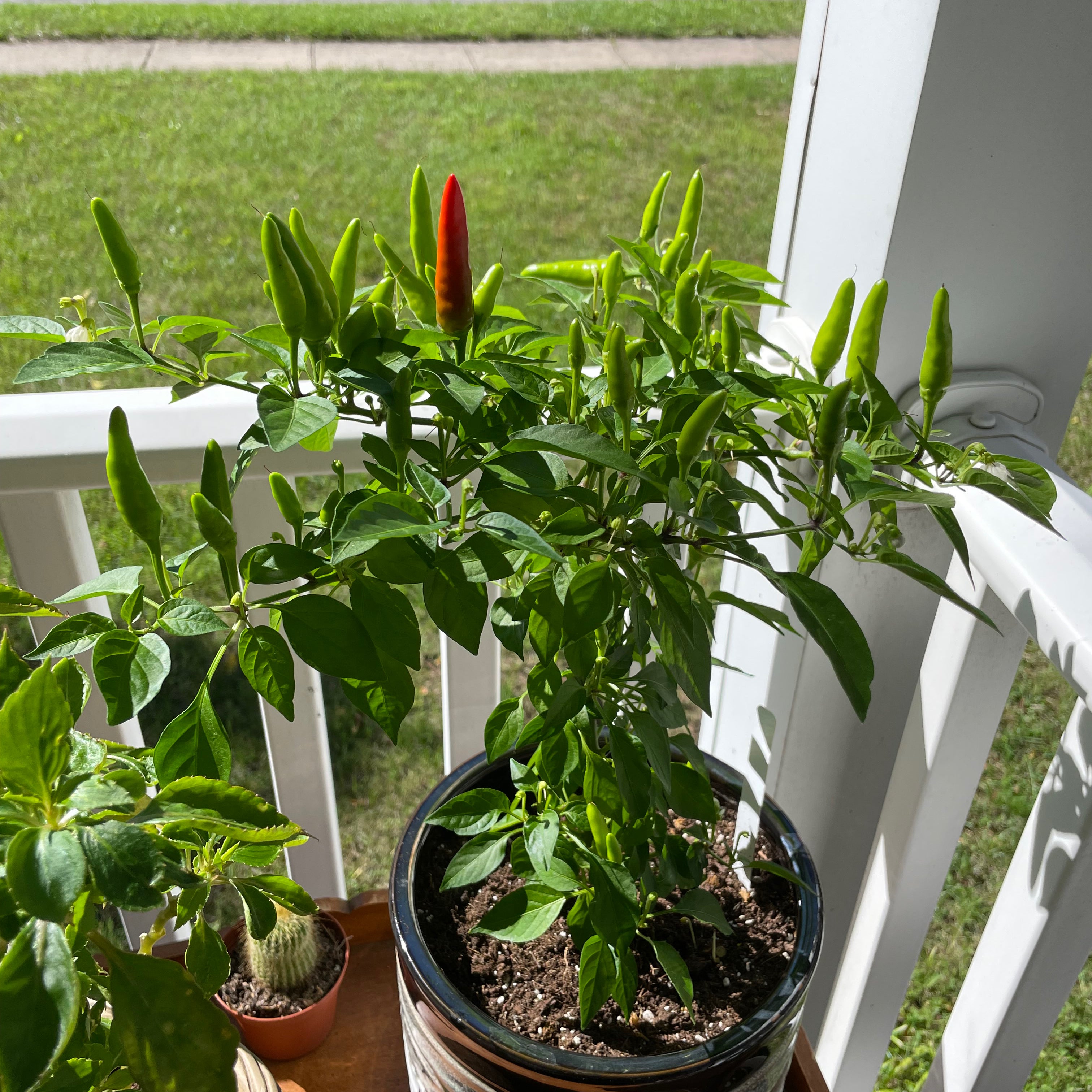 🌶 YearRound Light Requirements For Your Red Chili Pepper